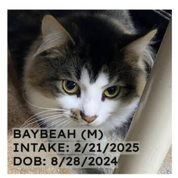 Rescue Domestic Medium Hair Cats for Adoption in New Richmond, Wisconsin - Baybeah (Baby) | PetCurious
