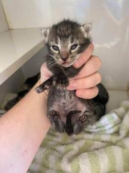 Domestic Short Hair Cats Available for Adoption in Lampasas, Texas - Meowzart | PetCurious