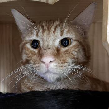 Domestic Short Hair Cats Available for Adoption in Yucca Valley, California - Paulie | PetCurious
