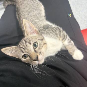 Ravenclaw -  Domestic Short Hair Cat for Adoption in Charleston, South Carolina - Ravenclaw | PetCurious