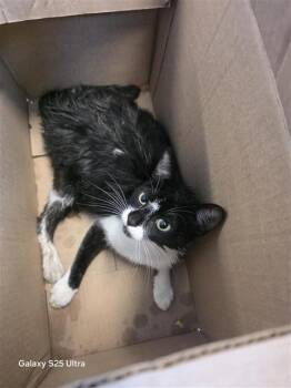 FELINA -  Domestic Short Hair Cat for Adoption in San Antonio, Texas - FELINA | PetCurious