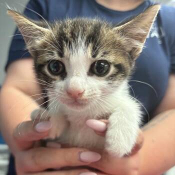 Domestic Short Hair Cats Available for Adoption in Vineland, New Jersey - Salamander | PetCurious