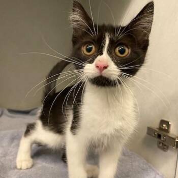 Domestic Short Hair Cats Available for Adoption in Dayton, Ohio - Plum | PetCurious