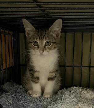 Nova -  Domestic Short Hair Cat for Adoption in Sneads Ferry, North Carolina - Nova | PetCurious