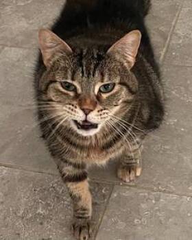 Rescue Tabby and Domestic Short Hair Cats for Adoption in Garner, North Carolina - Matilda | PetCurious