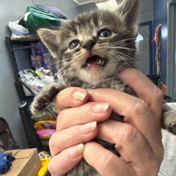 Domestic Long Hair Cats Available for Adoption in Summerlee, West Virginia - John | PetCurious