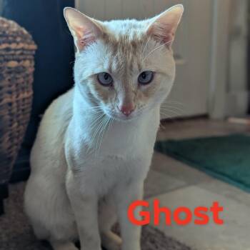 Ghost Balls Malone -  Domestic Short Hair Cat for Adoption in Eagle Mountain, Utah - Ghost Balls Malone | PetCurious