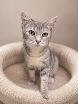 KRISTIN WIIG -  Domestic Short Hair Cat for Adoption in Cranston, Rhode Island - KRISTIN WIIG | PetCurious