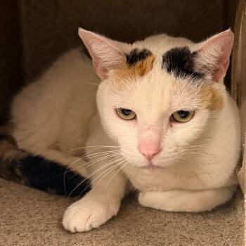 Domestic Short Hair Cats Available for Adoption - Meow Meow Scrufferton | PetCurious