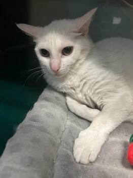 Starry -  Domestic Short Hair Cat for Adoption in Little Elm, Texas - Starry | PetCurious