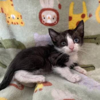 Domestic Short Hair Cats Available for Adoption in Tucson, Arizona - Batman | PetCurious