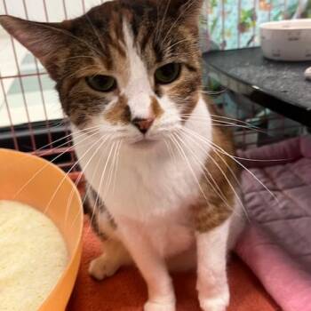 Domestic Short Hair Cats Available for Adoption - Pumpkin Patch | PetCurious