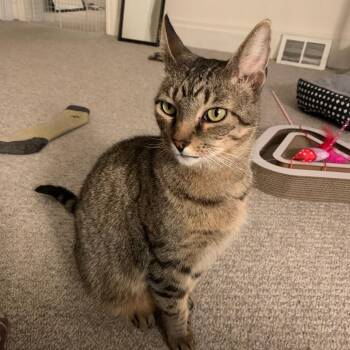 Domestic Short Hair Cats Available for Adoption - King Arthur | PetCurious