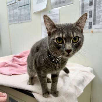 Bucky -  Domestic Short Hair Cat for Adoption in Oshkosh, Wisconsin - Bucky | PetCurious