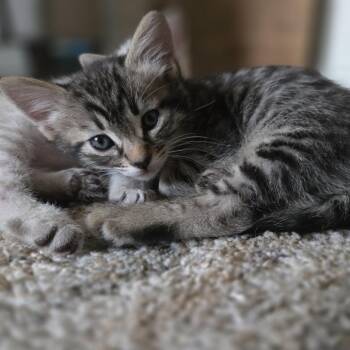 Mellow -  Domestic Short Hair Cat for Adoption in Kanab, Utah - Mellow | PetCurious