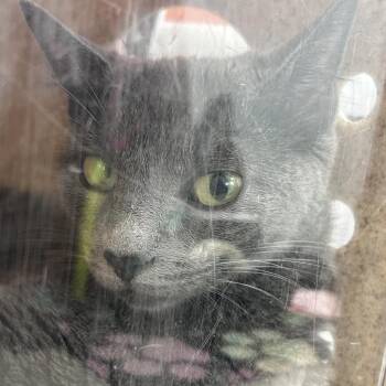 Michi -  Domestic Short Hair Cat for Adoption in Philadelphia, Pennsylvania - Michi | PetCurious