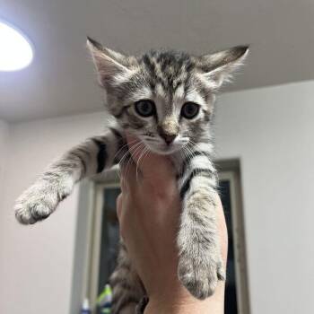 Dijon -  Domestic Short Hair Cat for Adoption in Driggs, Idaho - Dijon | PetCurious