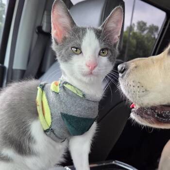 Michelin -  Domestic Short Hair Cat for Adoption in Fort Worth, Texas - Michelin | PetCurious