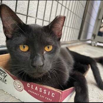 Rescue Domestic Short Hair Cats for Adoption in Long Beach, California - Phil | PetCurious