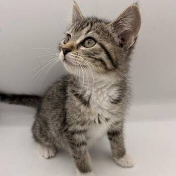 Domestic Short Hair Cats Available for Adoption in Springfield, Missouri - Okra | PetCurious