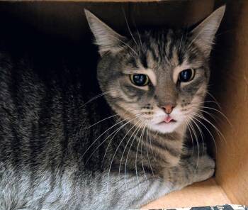 Domestic Short Hair Cats Available for Adoption - Cupid | PetCurious