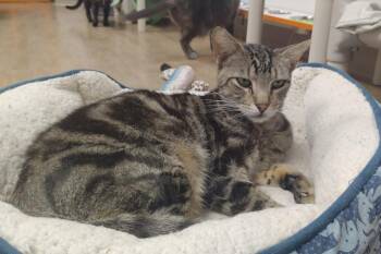 Domestic Short Hair Cats Available for Adoption in Corpus Christi, Texas - Faye | PetCurious