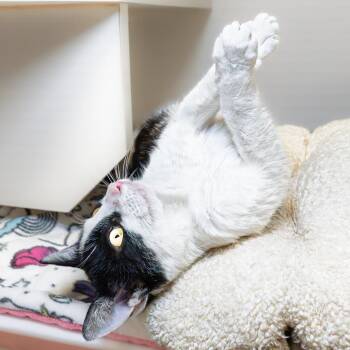 Domestic Short Hair Cats Available for Adoption in South Elgin, Illinois - Chinche | PetCurious