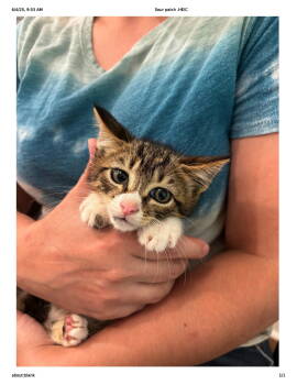 Rescue Domestic Short Hair Cats for Adoption in Camden, South Carolina - Sour Patch (Available For Pre-adoption) | PetCurious