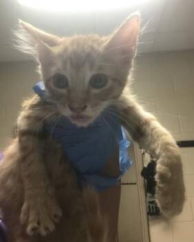 Domestic Short Hair Cats Available for Adoption in Conroe, Texas - A428576 | PetCurious