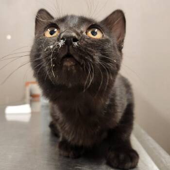John Wick -  Domestic Short Hair Cat for Adoption in Reno, Nevada - John Wick | PetCurious