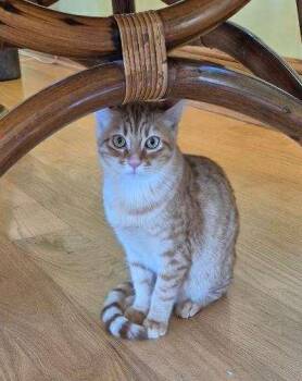 Rescue Domestic Short Hair Cats for Adoption in Huntsville, Alabama - Dusty | PetCurious