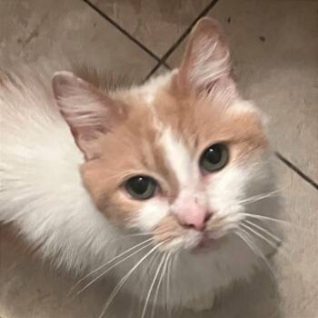 Rescue Domestic Short Hair Cats for Adoption in Evansville, Indiana - Kleya | PetCurious