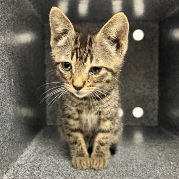 Sloth -  Domestic Short Hair Cat for Adoption in Abilene, Texas - Sloth | PetCurious