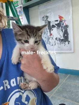Freckles -  Domestic Short Hair Cat for Adoption in Shelby County, Texas - Freckles | PetCurious