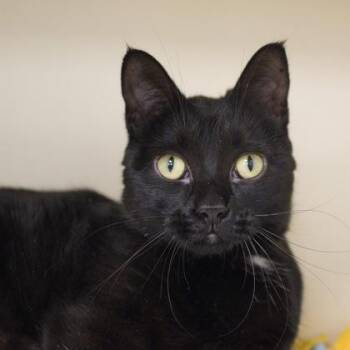 Happiness -  Domestic Medium Hair and Domestic Short Hair Cat Available for Adoption in Verona, Wisconsin - Happiness | PetCurious