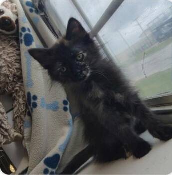 Petunia -  Domestic Medium Hair and Domestic Short Hair Cat for Adoption in Fort Worth, Texas - Petunia | PetCurious
