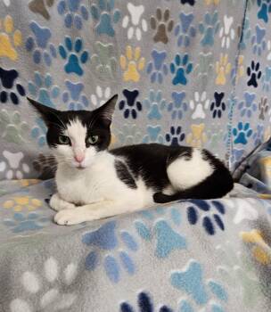 Clara -  Domestic Short Hair Cat for Adoption in Wabash, Indiana - Clara | PetCurious