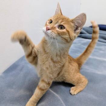 Moana -  Domestic Medium Hair Cat for Adoption in Normal, Illinois - Moana | PetCurious