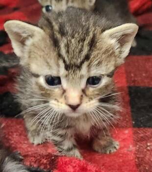 Rescue Domestic Short Hair Cats for Adoption in Republic, Missouri - Gertie | PetCurious