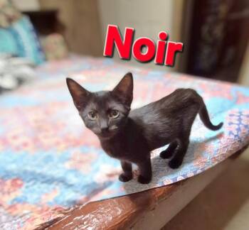 Noir -  Domestic Short Hair Cat for Adoption in Rome, Georgia - Noir | PetCurious