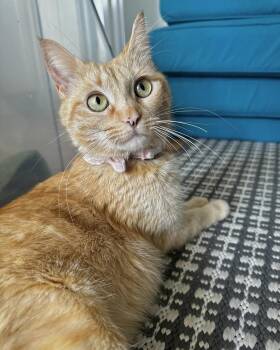 Rescue Domestic Short Hair Cats for Adoption in Ellenwood, Georgia - Piper | PetCurious