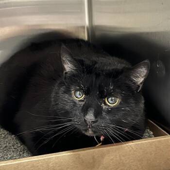 Domestic Short Hair Cats Available for Adoption - BLAZE | PetCurious