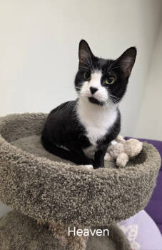 Rescue Domestic Short Hair Cats for Adoption in Rochester, New York - Heaven | PetCurious