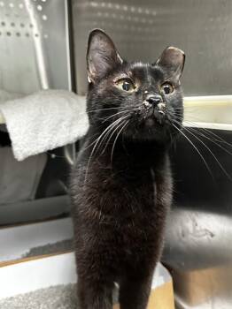 Domestic Short Hair Cats Available for Adoption - JESSY | PetCurious