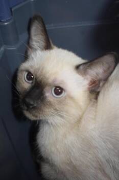 Delilah -  Domestic Short Hair Cat for Adoption in Pahrump, Nevada - Delilah | PetCurious