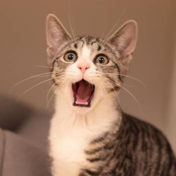 Stripes -  Domestic Short Hair Cat for Adoption in Philadelphia, Pennsylvania - Stripes | PetCurious