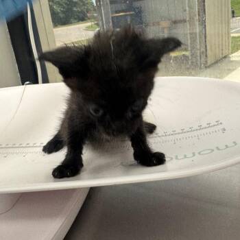 Rachel -  Domestic Short Hair Cat for Adoption in Columbiana, Alabama - Rachel | PetCurious