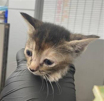 CHARLIE -  Domestic Short Hair Cat for Adoption in Dallas, Texas - CHARLIE | PetCurious