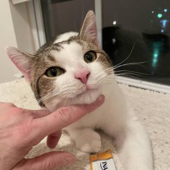 Domestic Short Hair Cats Available for Adoption - Thomas O