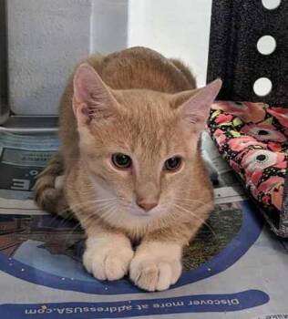 Deigh -  Domestic Short Hair Cat for Adoption in Daytona Beach, Florida - Deigh | PetCurious